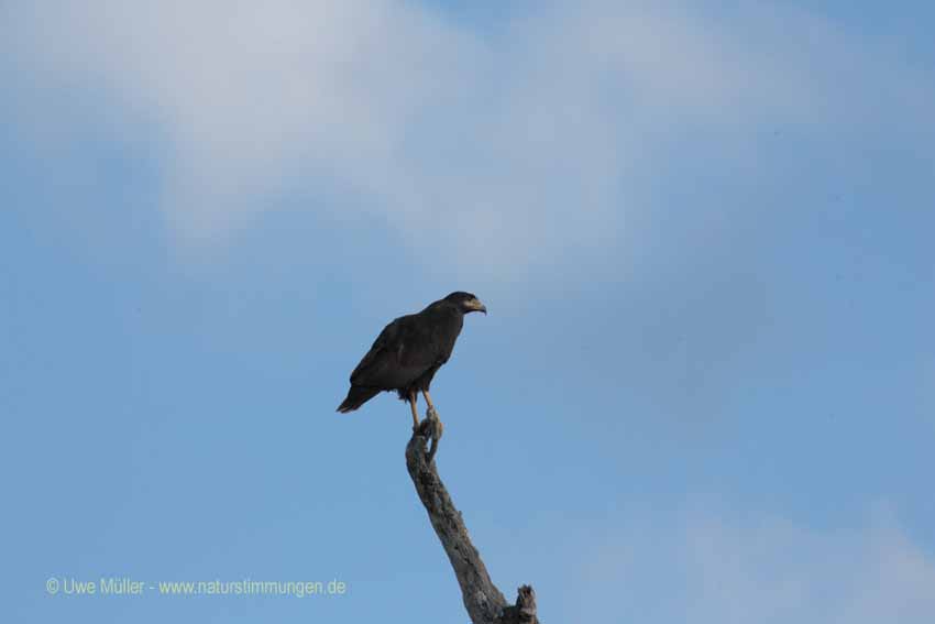 Schwarzbussard (Buteogallus urubitinga)