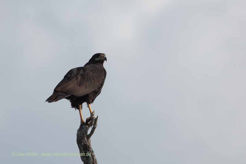 Schwarzbussard (Buteogallus urubitinga)