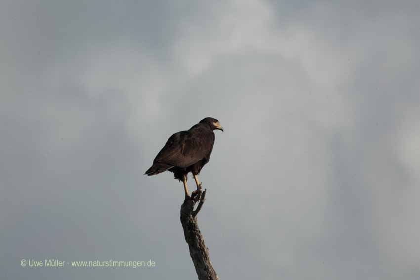 Schwarzbussard (Buteogallus urubitinga)