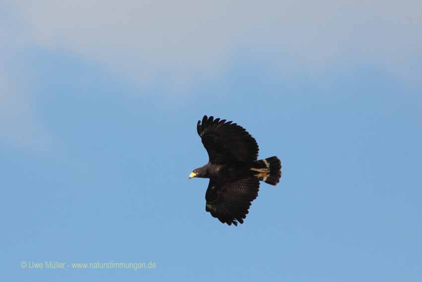 Schwarzbussard (Buteogallus urubitinga)