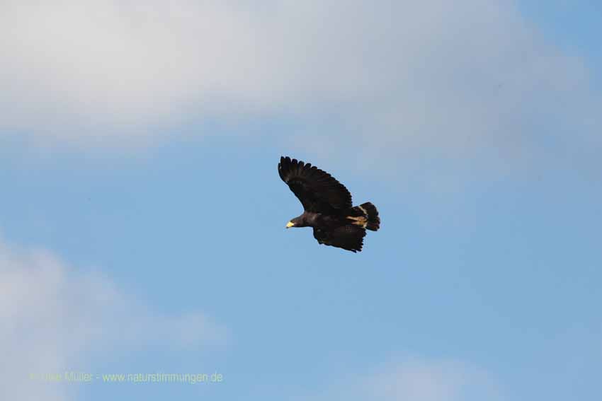 Schwarzbussard (Buteogallus urubitinga)