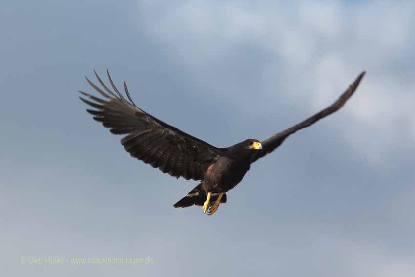 Schwarzbussard (Buteogallus urubitinga)