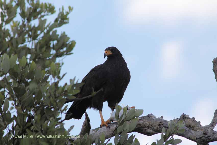 Schwarzbussard (Buteogallus urubitinga)