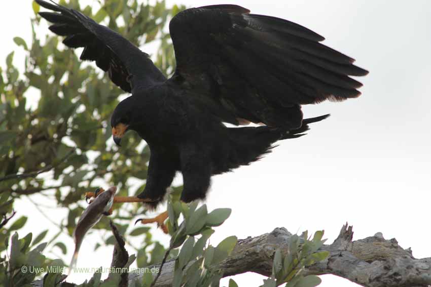 Schwarzbussard (Buteogallus urubitinga)