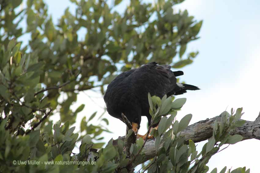 Schwarzbussard (Buteogallus urubitinga)