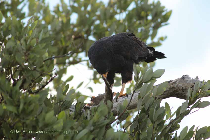 Schwarzbussard (Buteogallus urubitinga)