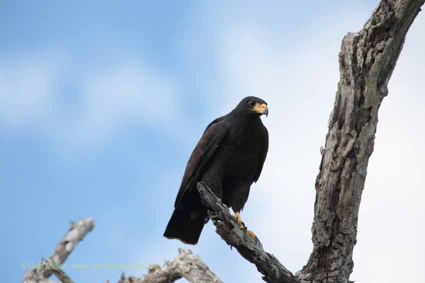 Schwarzbussard (Buteogallus urubitinga)