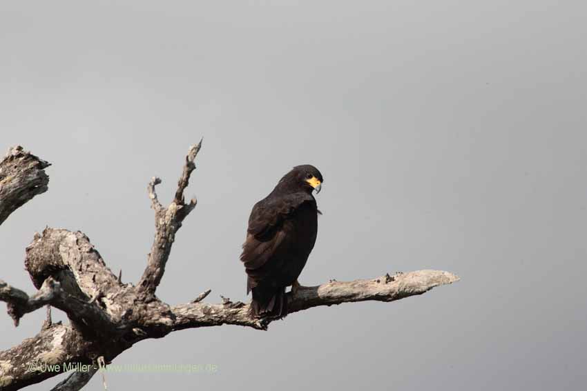 Schwarzbussard (Buteogallus urubitinga)