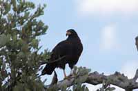 Schwarzbussard (Buteogallus urubitinga)