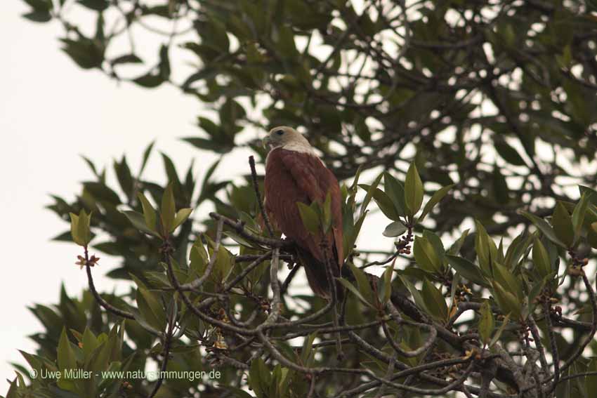 Weißbauchseeadler (Haliaeetus leucogaster)