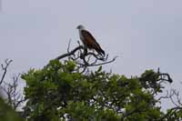 Weißbauchseeadler (Haliaeetus leucogaster)