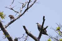 Weißbauchseeadler (Haliaeetus leucogaster)