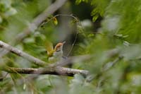 Rotstirn-Schneidervogel (Orthotomus sutoriu)