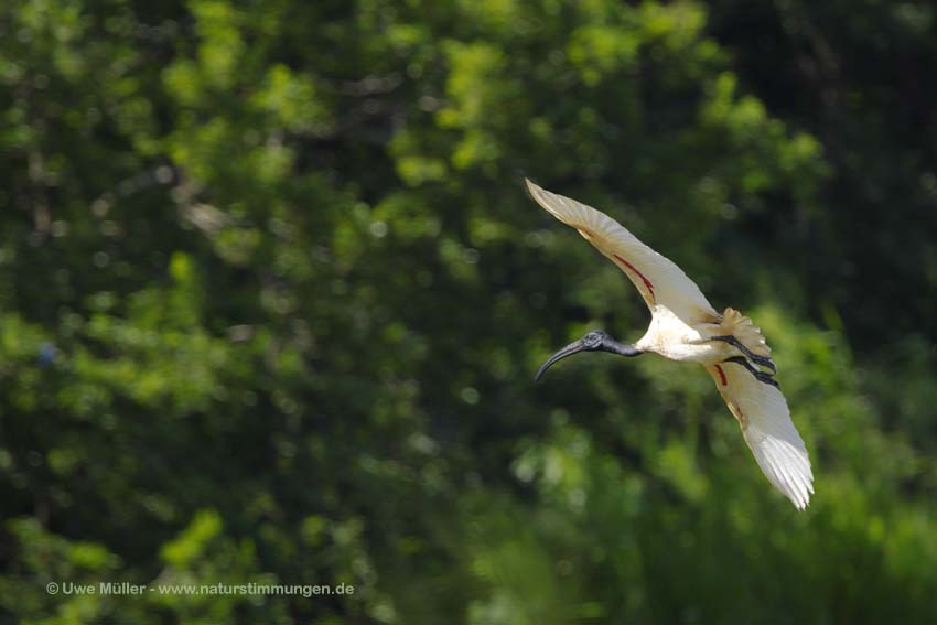 Schwarzkopfibis (Threskiornis melanocephalus)