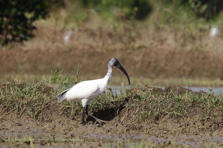 Schwarzkopfibis (Threskiornis melanocephalus)