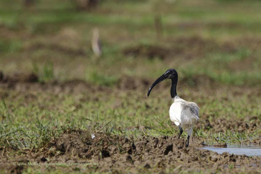 Schwarzkopfibis (Threskiornis melanocephalus)