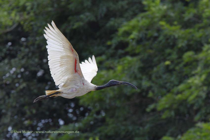 Schwarzkopfibis (Threskiornis melanocephalus)