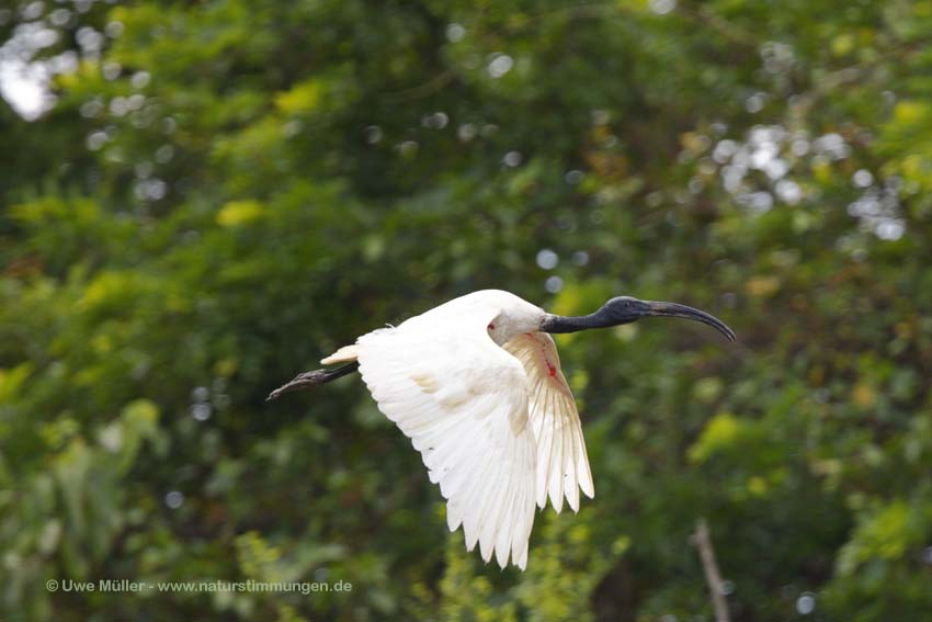 Schwarzkopfibis (Threskiornis melanocephalus)