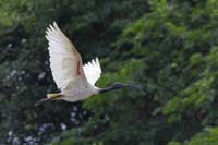 Schwarzkopfibis (Threskiornis melanocephalus)