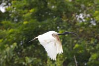 Schwarzkopfibis (Threskiornis melanocephalus)