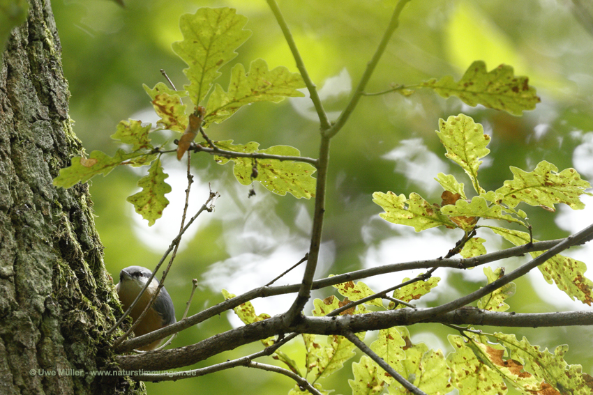 Kleiber (Sitta europaea)