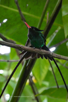 Wimpelschwanz (Trochilus polytmus)