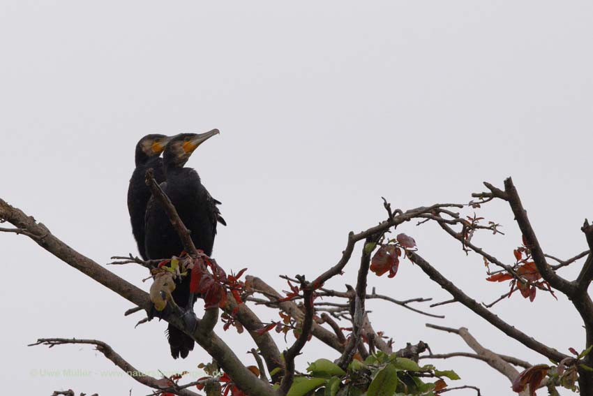 Kormoran (Phalacrocorax carbo)