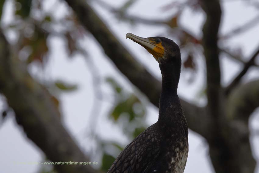 Kormoran (Phalacrocorax carbo)