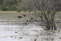 Kormoran (Phalacrocorax carbo)