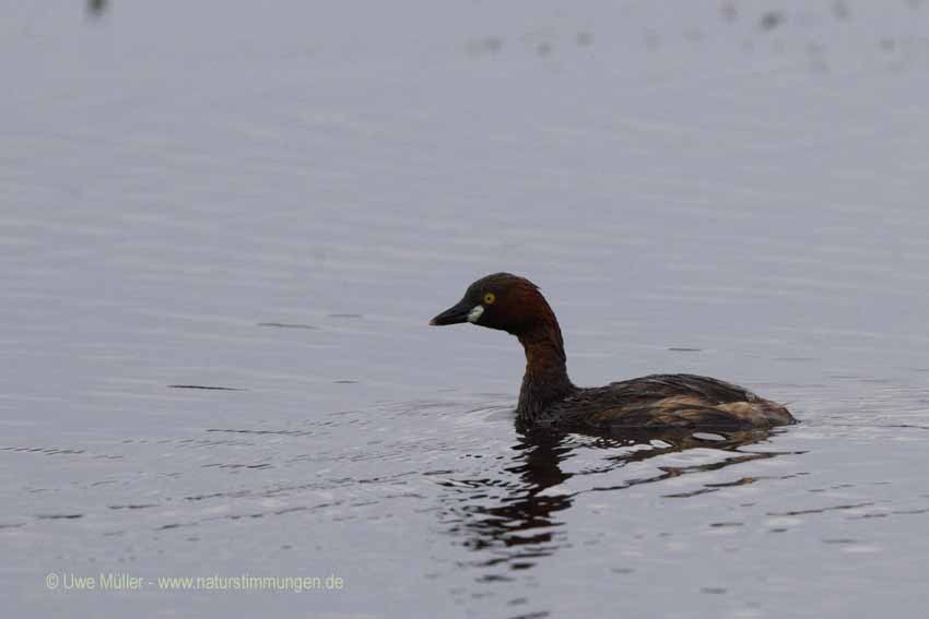 Zwergtaucher (Tachybaptus ruficollis)