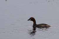 Zwergtaucher (Tachybaptus ruficollis)