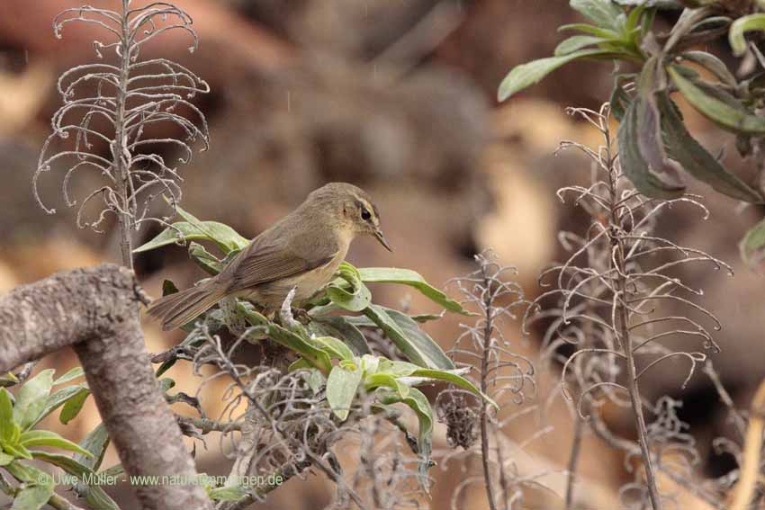 Kanarenzilpzalp (Phylloscopus canariensis)