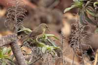 Kanarenzilpzalp (Phylloscopus canariensis)