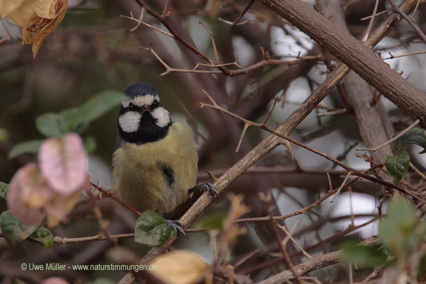 Kanarenmeise, auch Ultramarinmeise (Cyanistes teneriffae teneriffae)