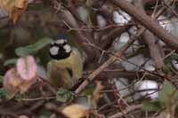 Kanarenmeise, auch Ultramarinmeise (Cyanistes teneriffae teneriffae)