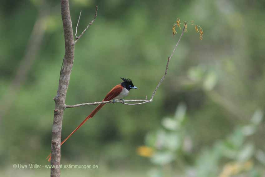 Asiatische Paradiesschnäpper (Terpsiphone paradisi)