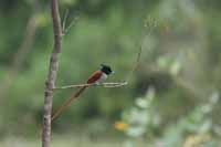 Asiatische Paradiesschnäpper (Terpsiphone paradisi)