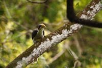 Ceylon-Grautoko (Ocyceros gingalensis)