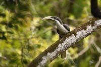 Ceylon-Grautoko (Ocyceros gingalensis)