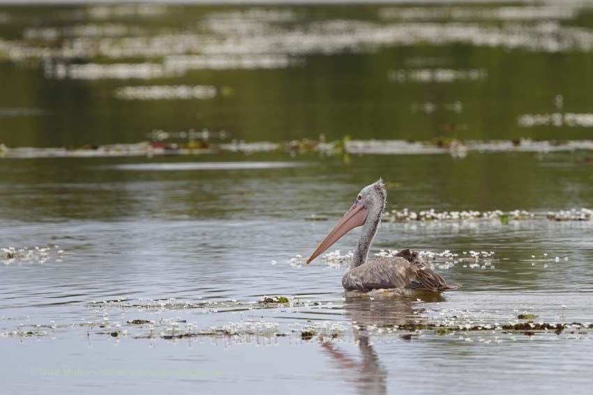 Graupelikan (Pelecanus philippensis)