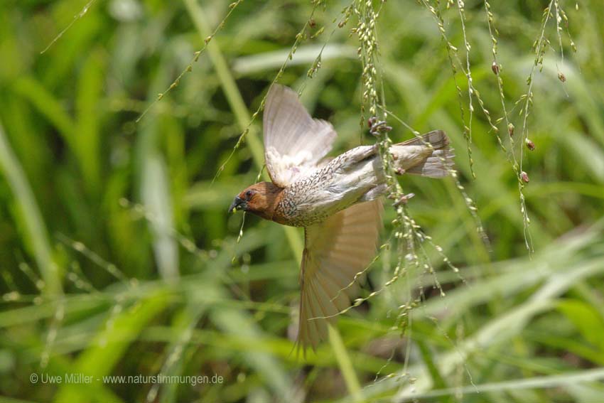 Muskatbronzemännchen, auch Muskatfink, Muskatvogel, Muskatamadine (Lonchura punctulata)