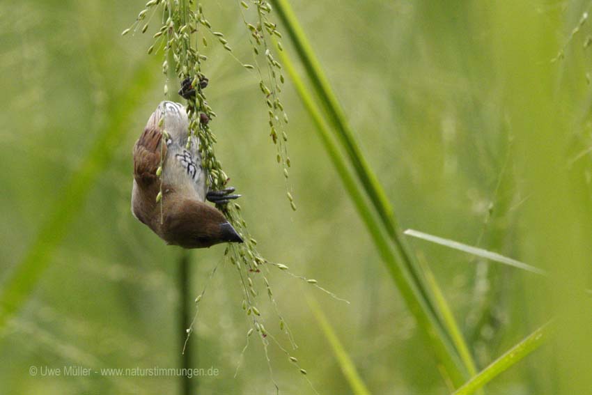 Muskatbronzemännchen, auch Muskatfink, Muskatvogel, Muskatamadine (Lonchura punctulata)