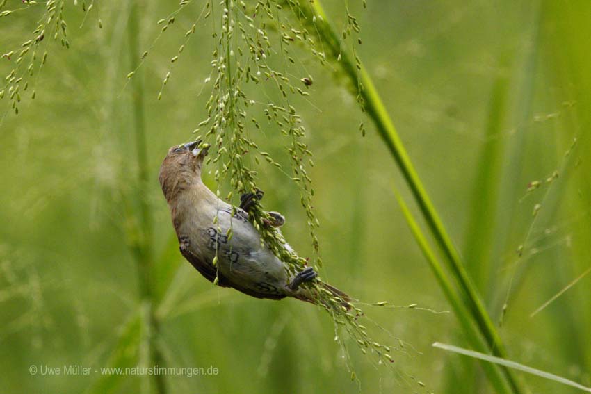 Muskatbronzemännchen, auch Muskatfink, Muskatvogel, Muskatamadine (Lonchura punctulata)