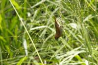 Muskatbronzemännchen, auch Muskatfink, Muskatvogel, Muskatamadine (Lonchura punctulata)