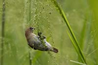 Muskatbronzemännchen, auch Muskatfink, Muskatvogel, Muskatamadine (Lonchura punctulata)