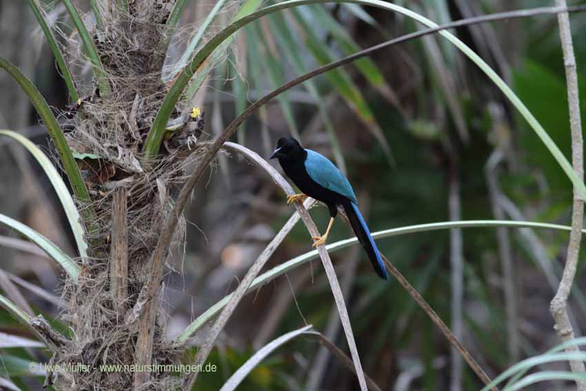 Acapulco Blaurabe, auch San-Blas-Trauerblauhäher (Cyanocorax sanblasianus)