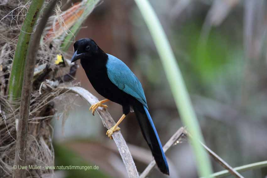 Acapulco Blaurabe, auch San-Blas-Trauerblauhäher (Cyanocorax sanblasianus)