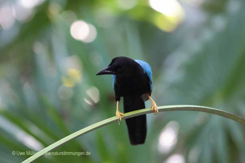 Acapulco Blaurabe, auch San-Blas-Trauerblauhäher (Cyanocorax sanblasianus)