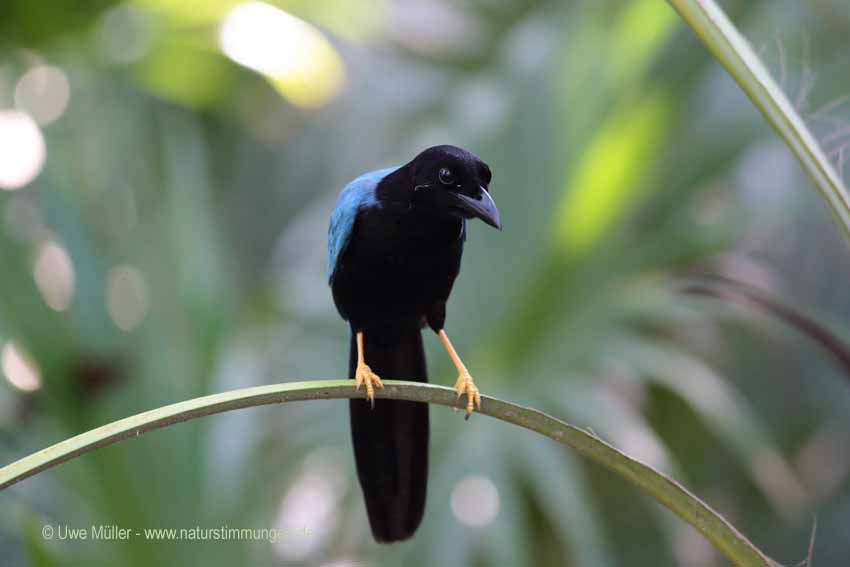 Acapulco Blaurabe, auch San-Blas-Trauerblauhäher (Cyanocorax sanblasianus)