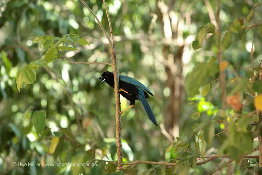 Acapulco Blaurabe, auch San-Blas-Trauerblauhäher (Cyanocorax sanblasianus)